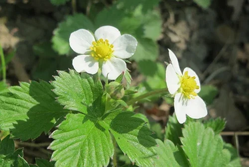 Smultron – odla dina egna