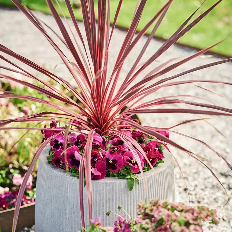 Cordyline (Syddracena) – plantering och skötsel