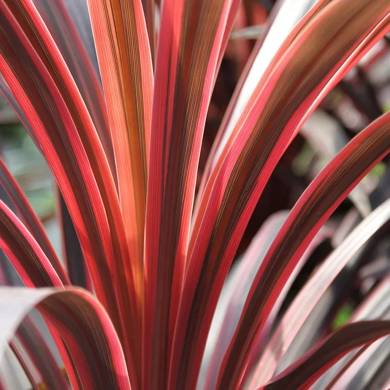 Cordyline (Syddracena) – plantering och skötsel
