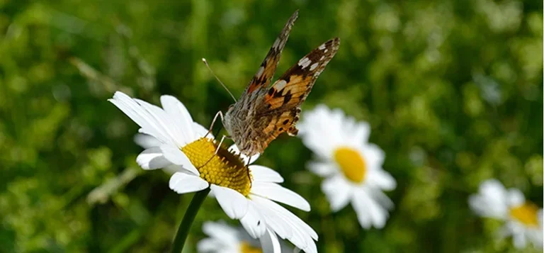 Flower meadows – a paradise for pollinators