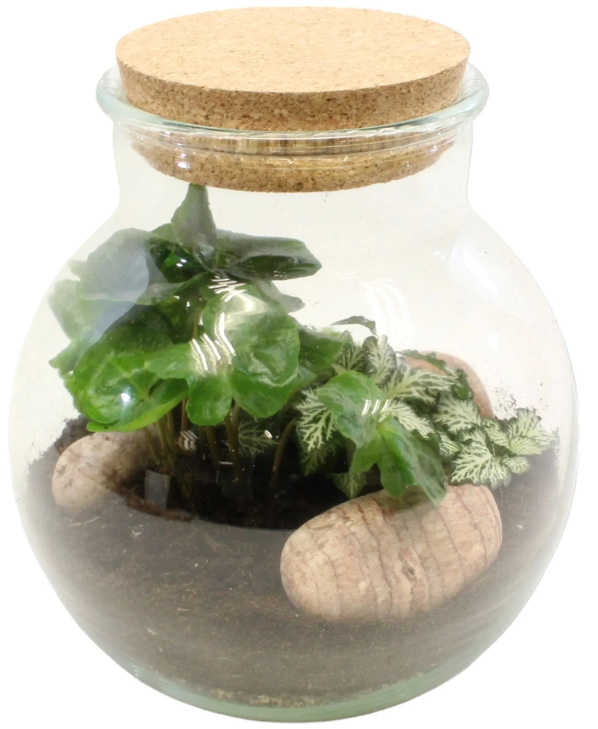 Terrarium 20 cm diameter