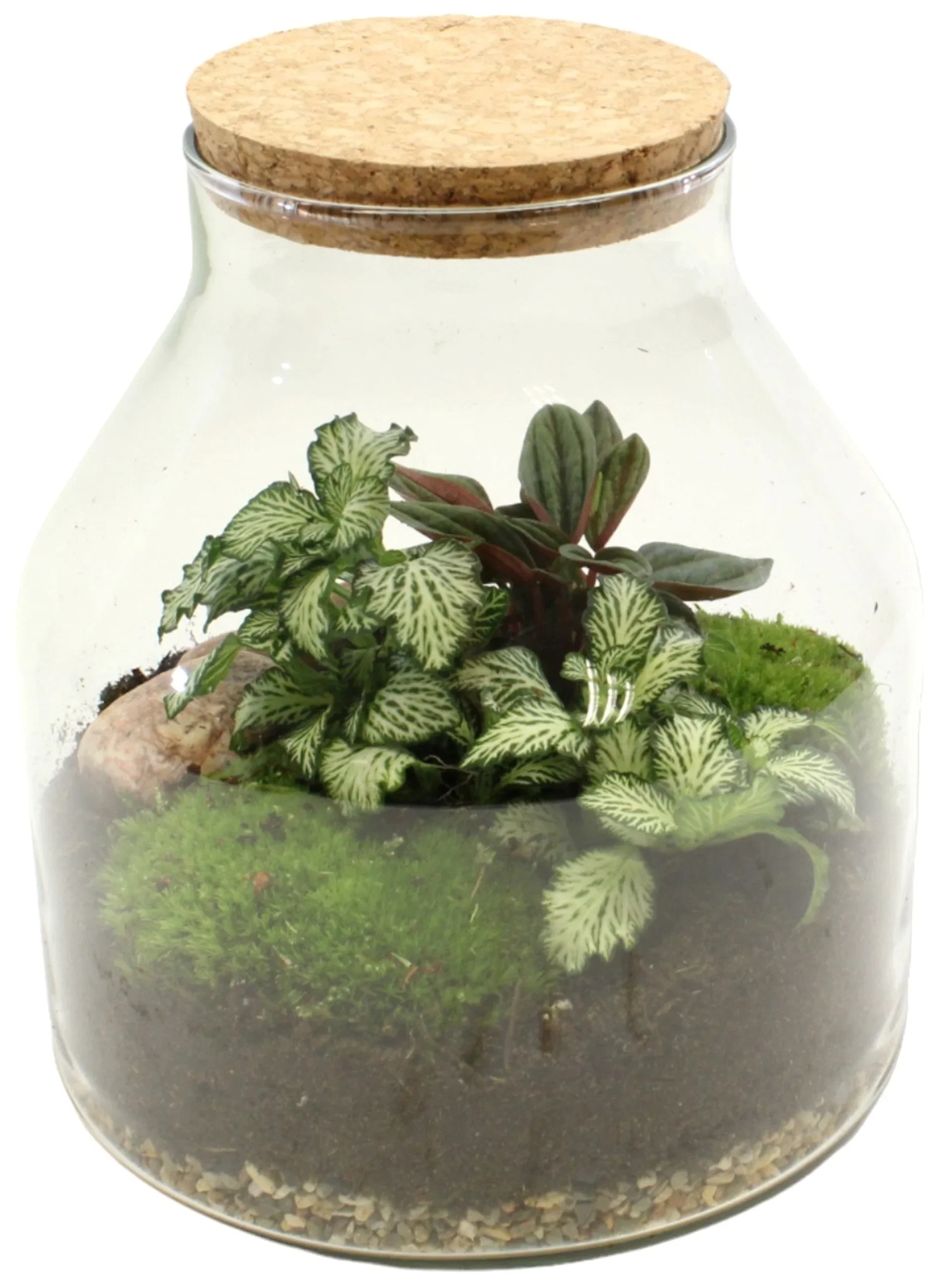 Terrarium 18 cm diameter
