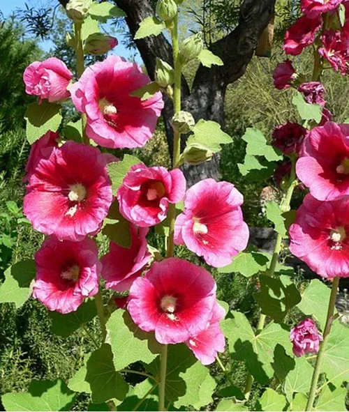 Stockros – plantering och skötsel 