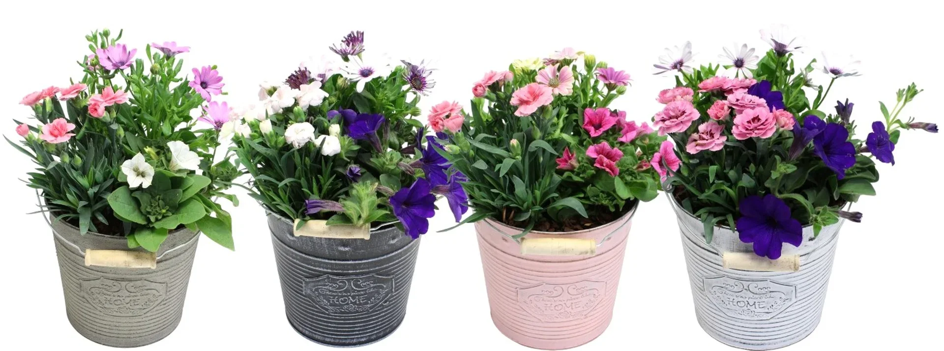 Summer arr. Dianthus in zink basket