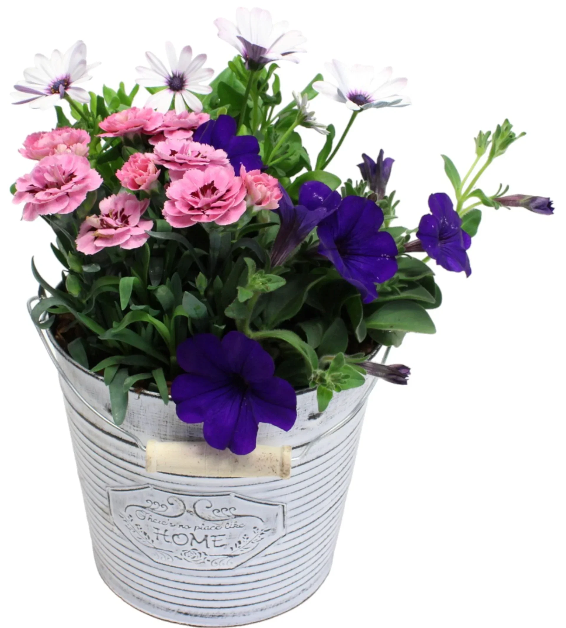 Summer arr. Dianthus in zink basket