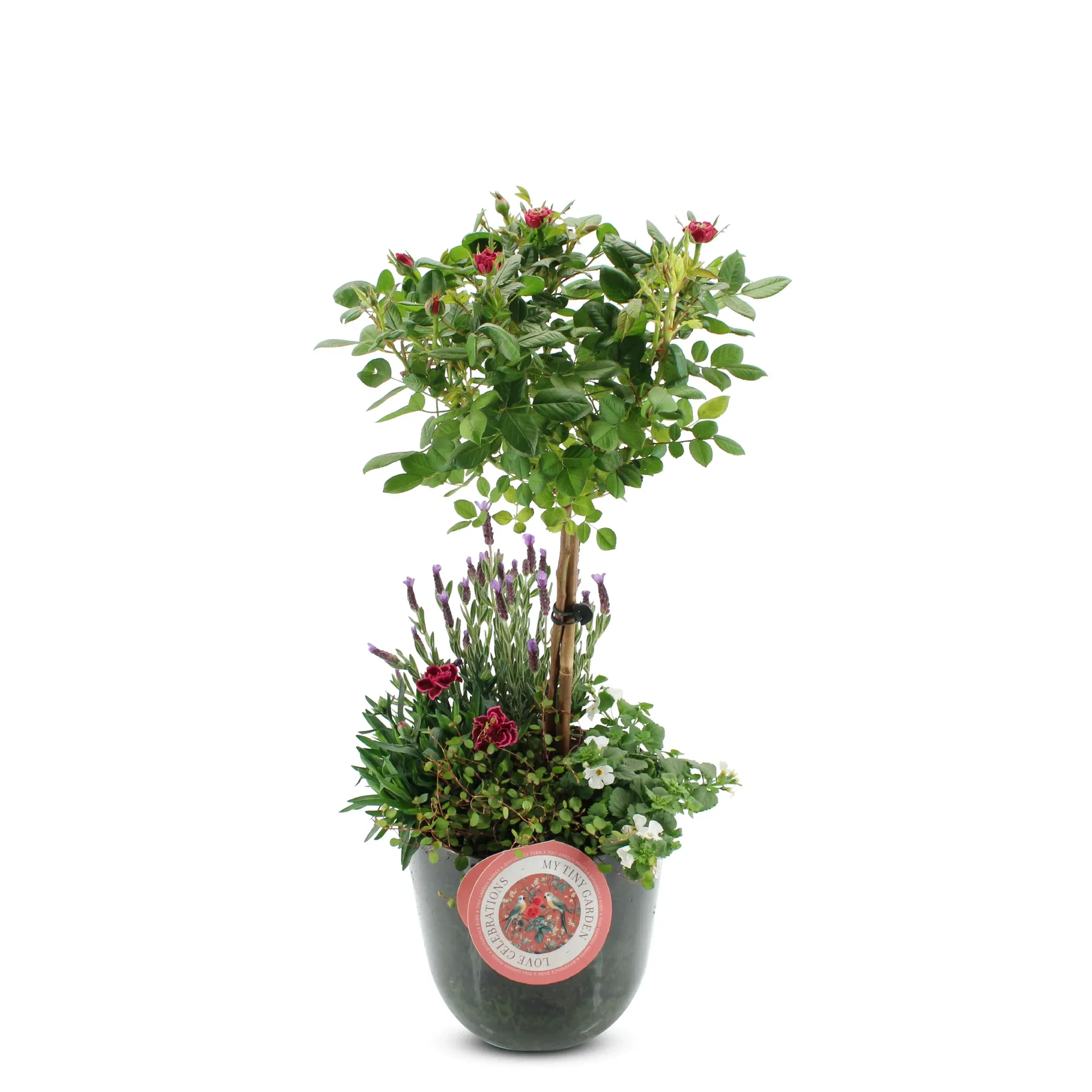 Summar dec. Rose/Dianthus in Pot