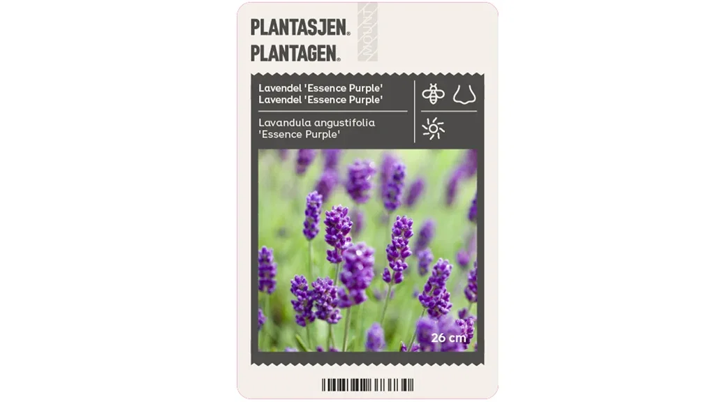 Blommor för bin och fjärilar – 7 favoriter 