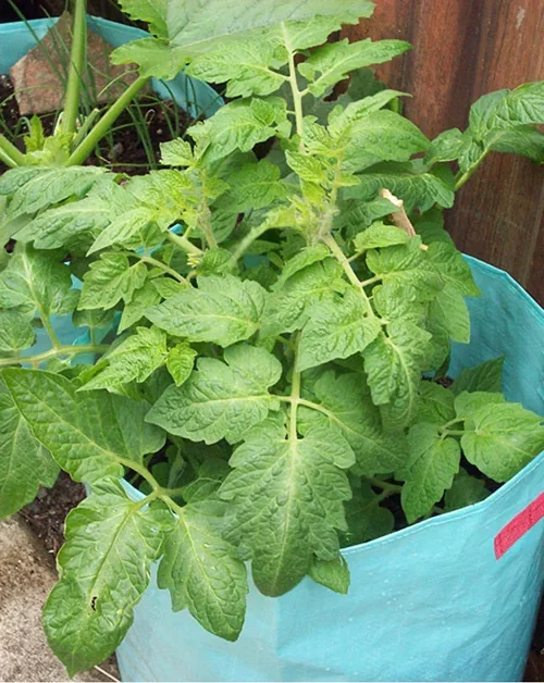 Potatis – odla dina egna 