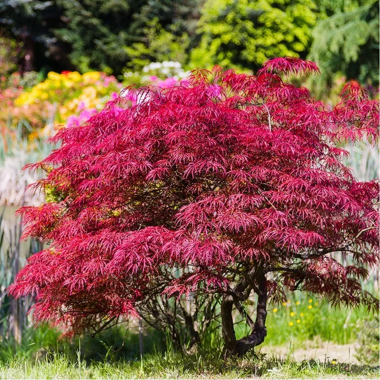 Japansk lönn - plantering och skötsel