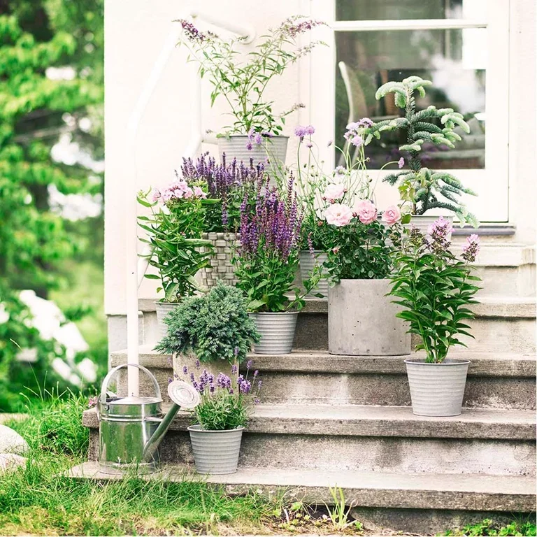 Plantera en trädgård i krukor