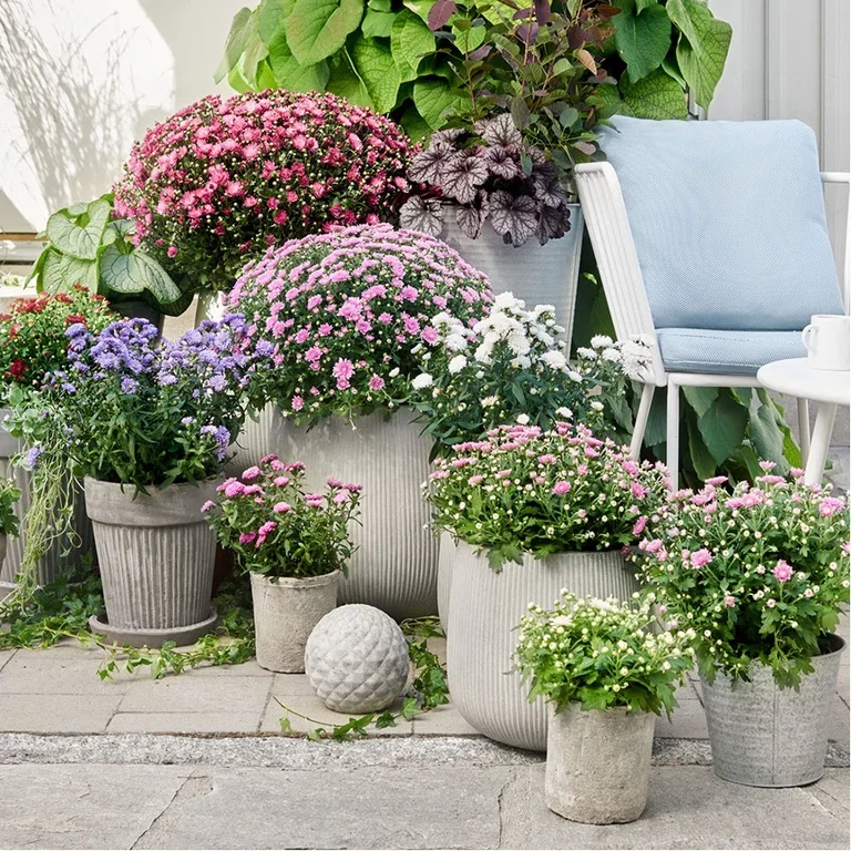 Plantera en trädgård i krukor