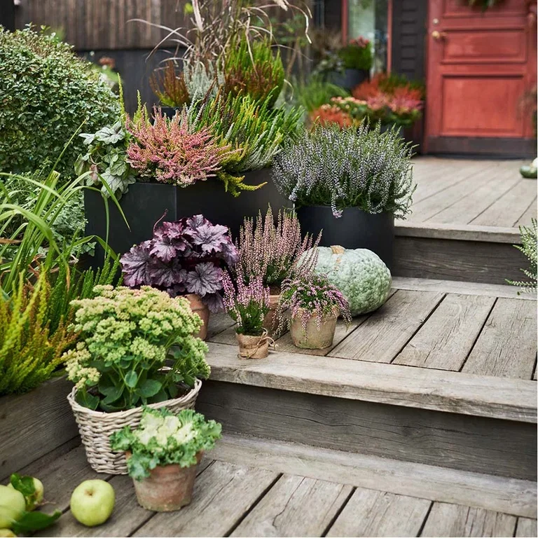 Plantera en trädgård i krukor