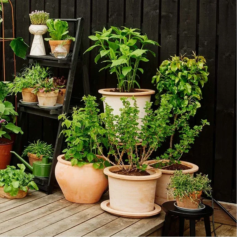 Plantera en trädgård i krukor