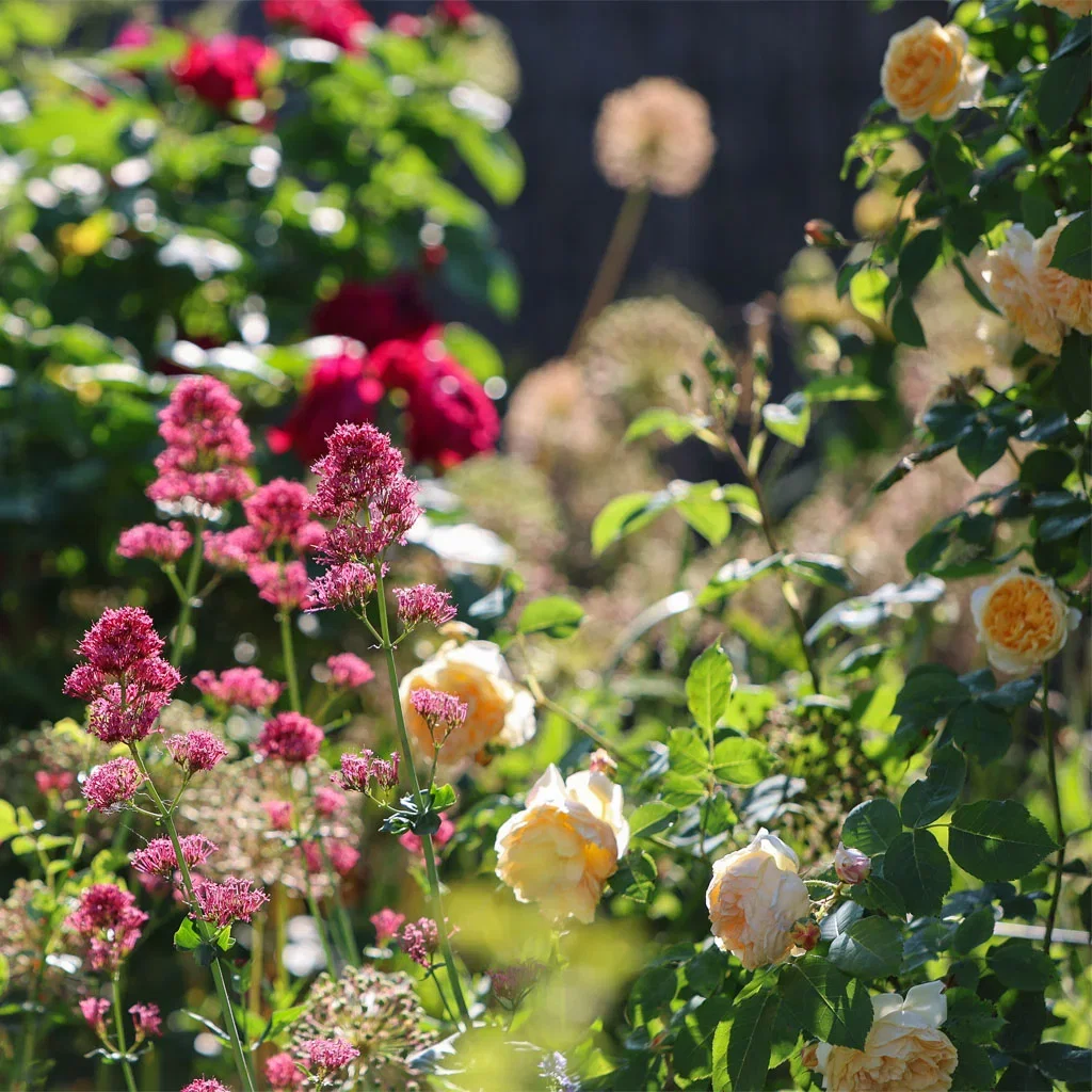 ROMANTISK TRÄDGÅRD – doftande, vildvuxen och blommig
