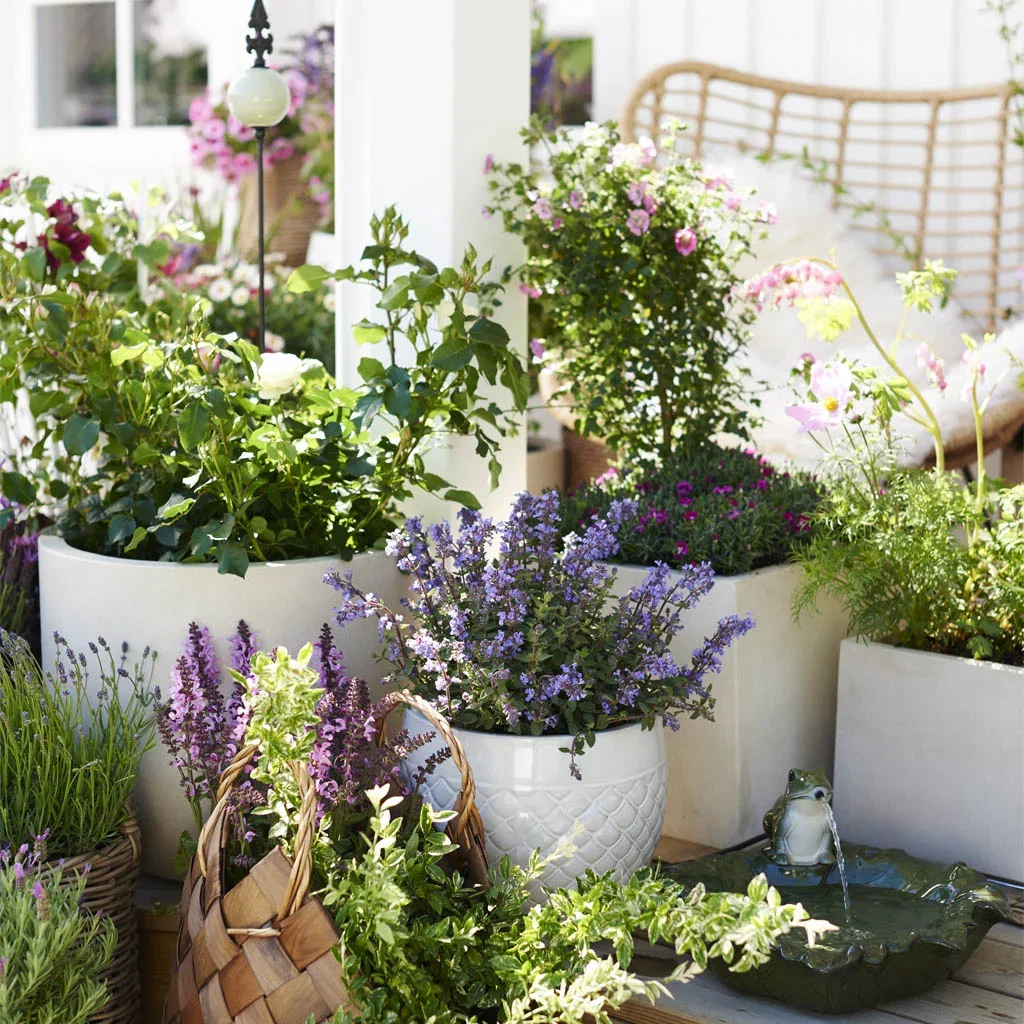 ROMANTISK TRÄDGÅRD – doftande, vildvuxen och blommig