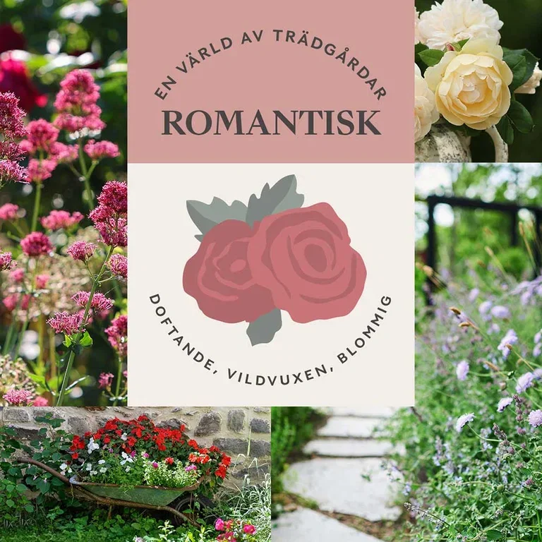 ROMANTISK TRÄDGÅRD – doftande, vildvuxen och blommig