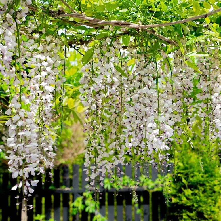 Trädgårdsbesök: Japandi-trädgård hos Sylvia 