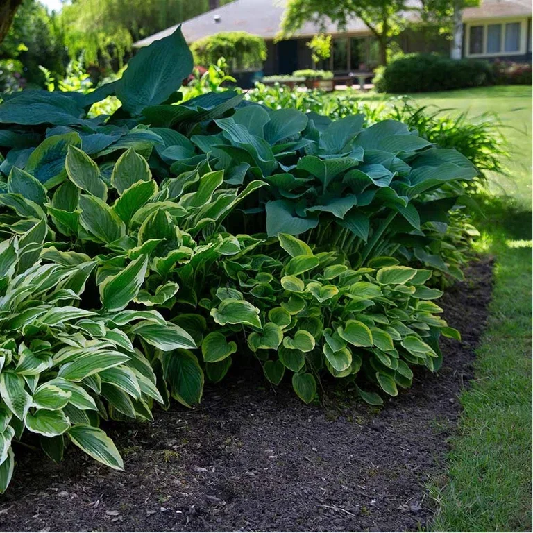 Funkia – plantering och skötsel