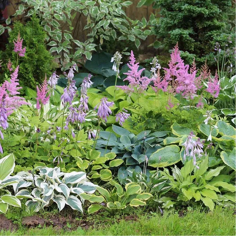 Funkia – plantering och skötsel