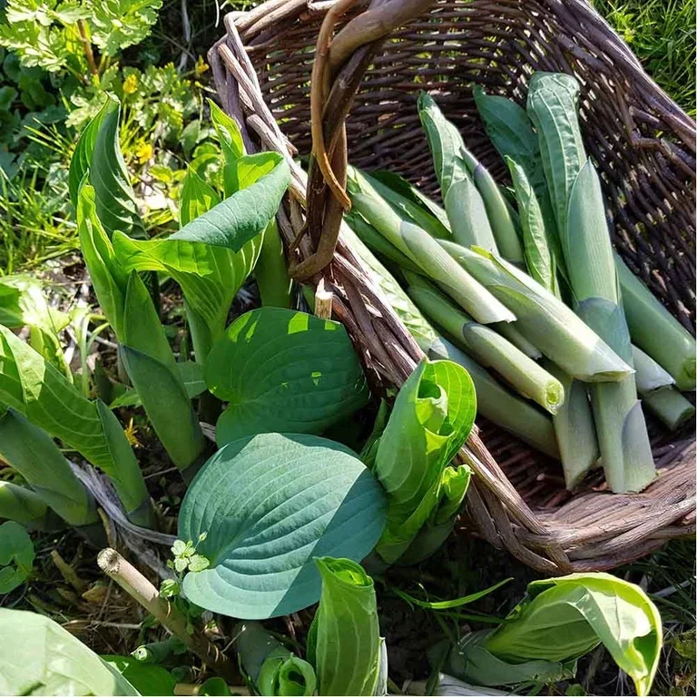 Funkia – plantering och skötsel
