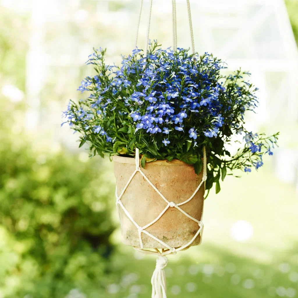 Lobelia – plantering och skötsel