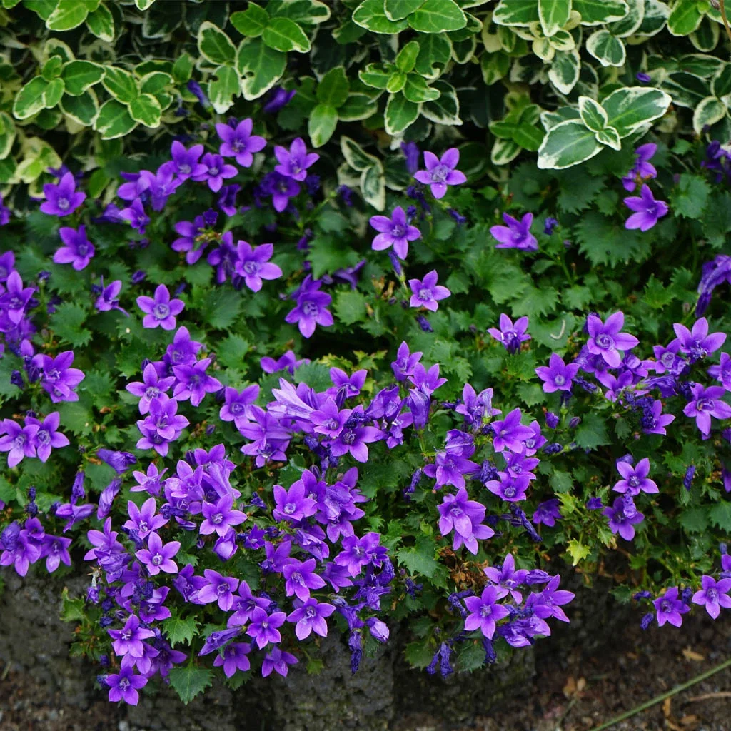 Murklocka – plantering och skötsel 