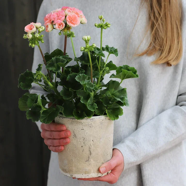 Pelargonium 'Astrid'