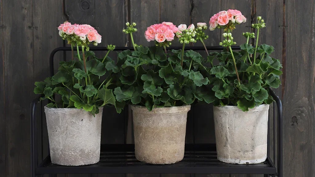 Pelargonium 'Astrid'