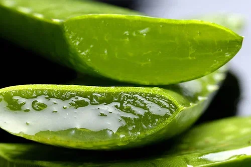 Aloe vera – fakta och skötselråd 