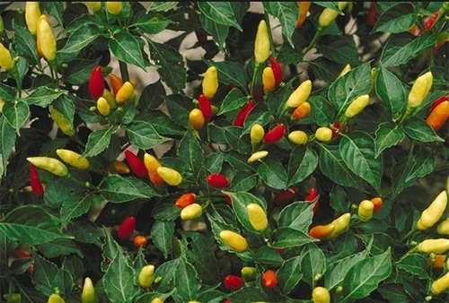 Chili – odla din egen 