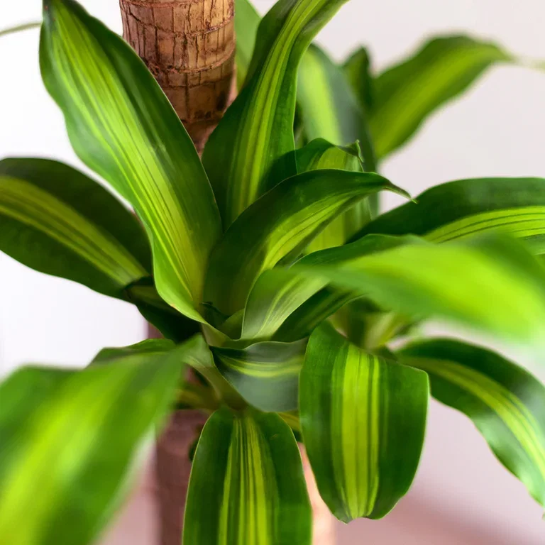 Dracena – fakta och skötselråd 