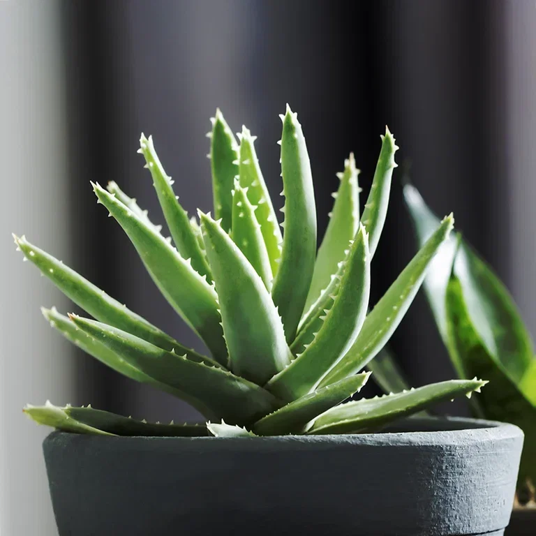 Aloe vera – fakta och skötselråd 