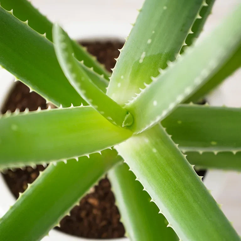 Aloe vera – fakta och skötselråd 
