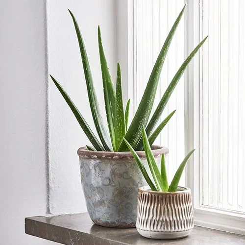 Aloe vera – fakta och skötselråd 