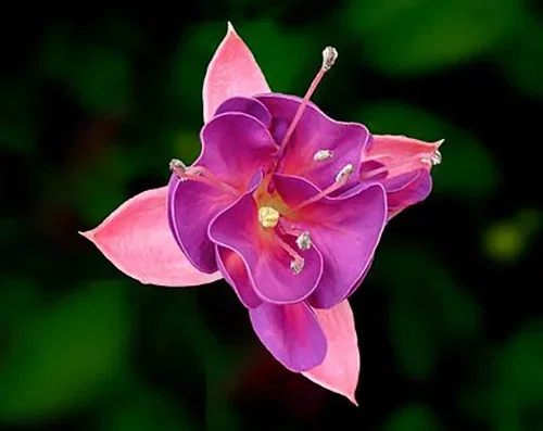 Fuchsia – plantering och skötsel 