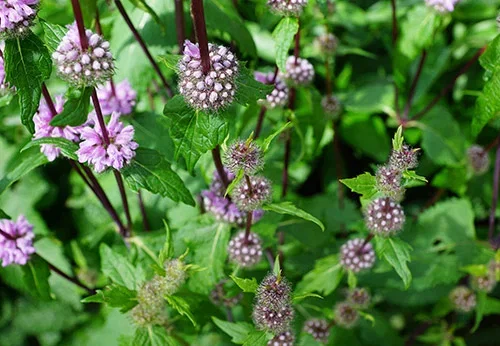 Mint – grow your own