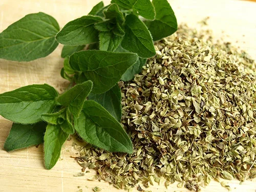 Oregano – odla din egen 