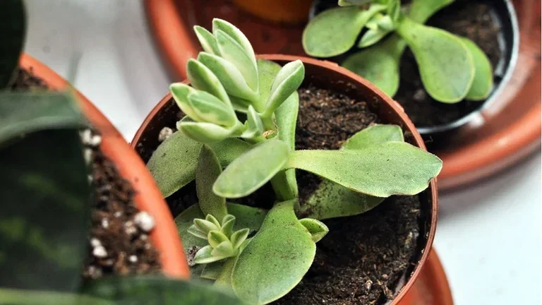 Paradisträd (Crassula) – fakta och skötselråd 