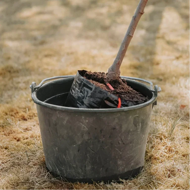 Plantera fruktträd – trädgårdsmästarens bästa tips