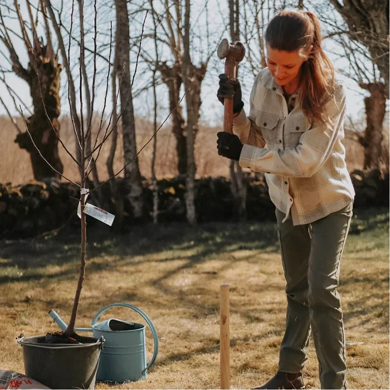 Plantera fruktträd – trädgårdsmästarens bästa tips