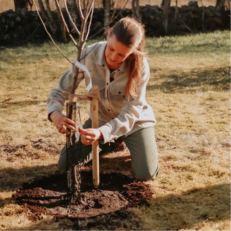 Plantera fruktträd – trädgårdsmästarens bästa tips