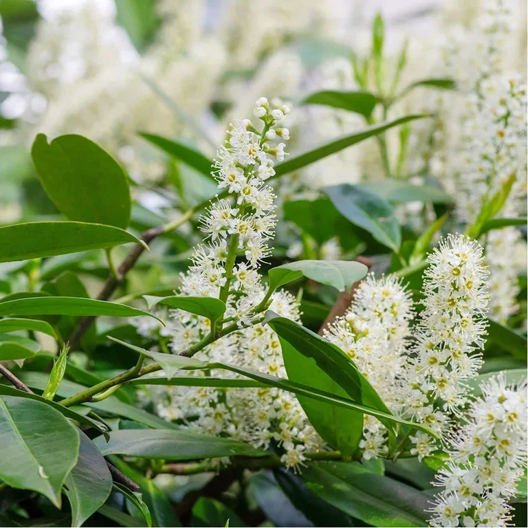 Lagerhägg - plantering och skötsel 