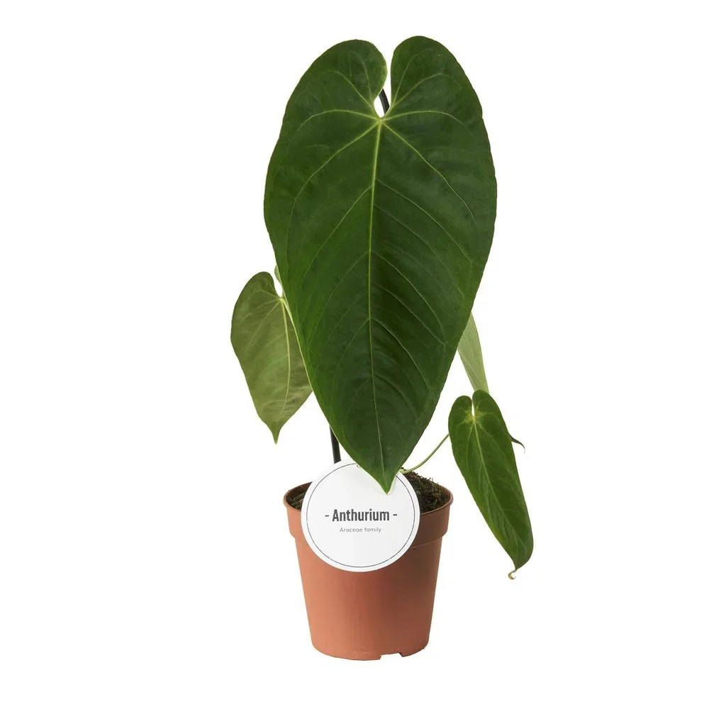 Anthurium queremalense