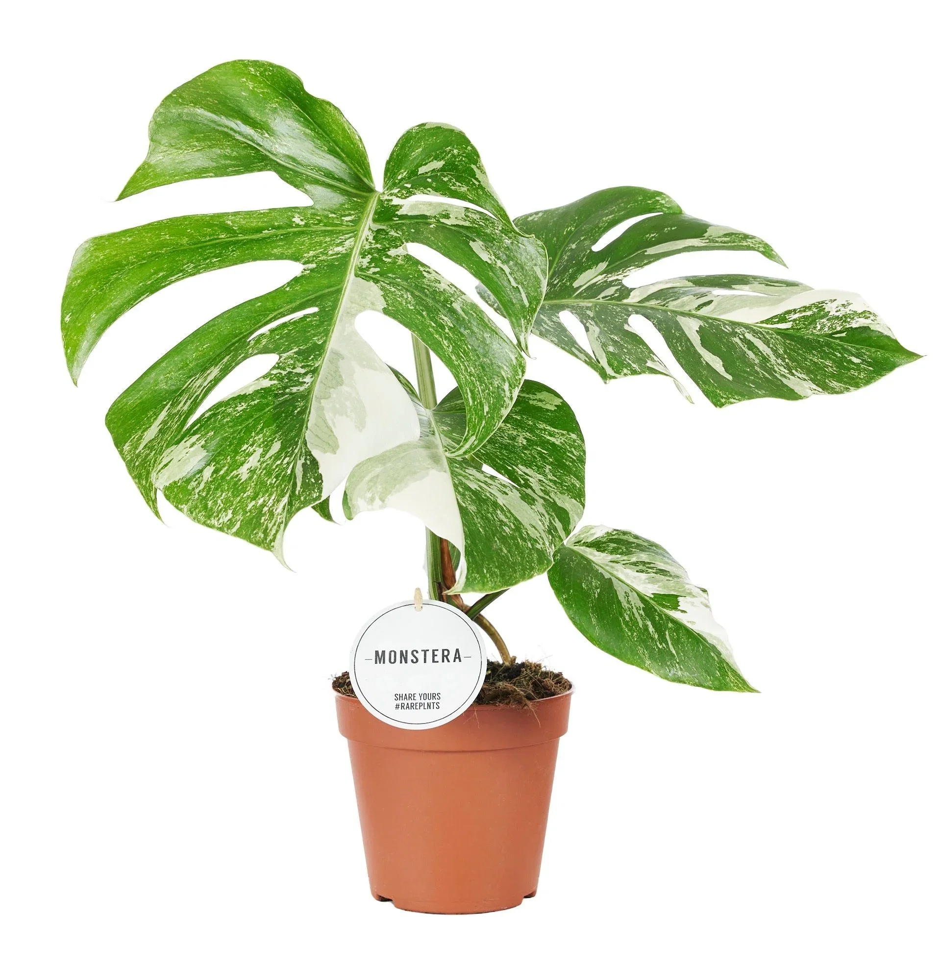 Monstera 'Variegata'