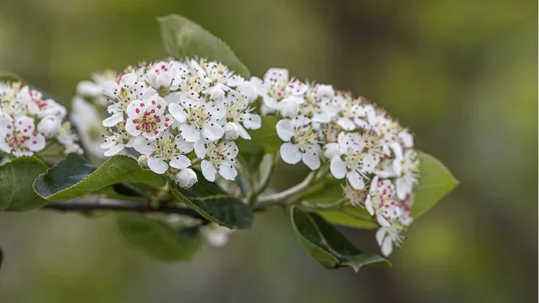 Blommande häckar 