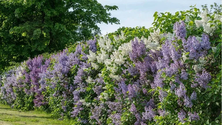 Blommande häckar 