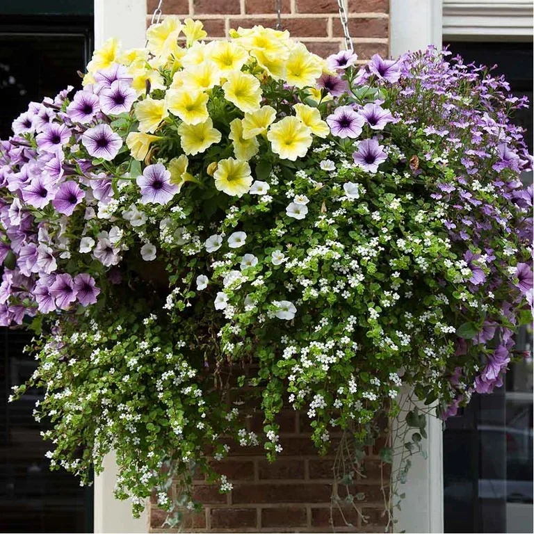 Blommor i ampel – så lyckas du 