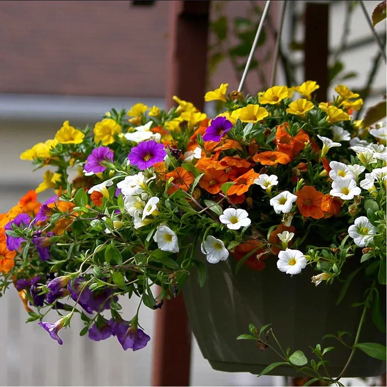 Blommor i ampel – så lyckas du 