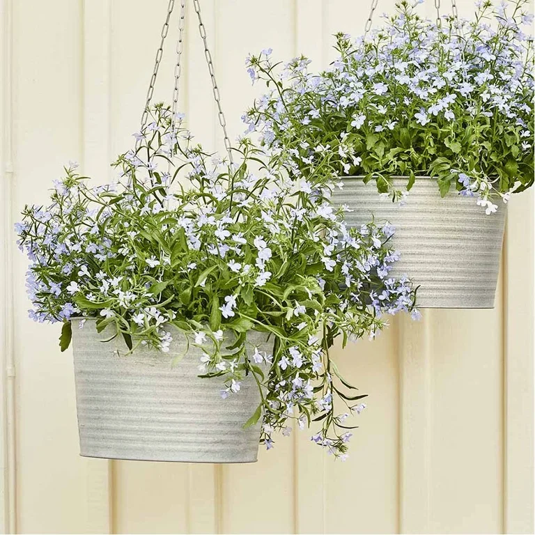 Blommor i ampel – så lyckas du 