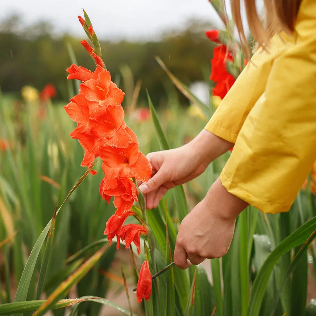 Gladioler – plantering och skötsel